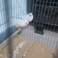 فنچ زیرا|پرنده|بوئین زهرا, |دیوار