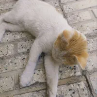 گربه|گربه|تاکستان, |دیوار