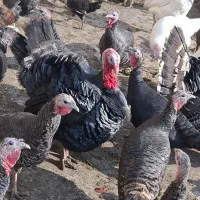 فروش بوقلمون محلی|حیوانات مزرعه|الوند, |دیوار