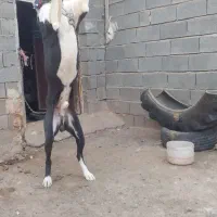 سگگله|سگ|تربت جام, معدآباد|دیوار