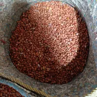 فروش بادام زمینی برشته درجه یک|خوردنی و آشامیدنی|پارس‌آباد, |دیوار