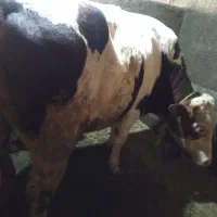 گوساله نر|حیوانات مزرعه|حسین آباد, |دیوار