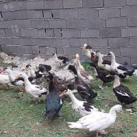 اردک محلی و خارجی غاز|حیوانات مزرعه|گرگان, |دیوار