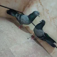 کبوتر|پرنده|اسلامشهر, شهرک واوان|دیوار