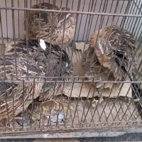 بلدرچین تخم گذار 4عدد