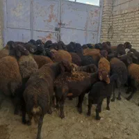 گاو میش قزل افشار|حیوانات مزرعه|سجاس رود, |دیوار