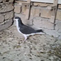 چپ و خوشرنگ سیاه|پرنده|لنجان, |دیوار