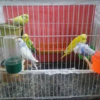 مرغ عشق جفت بالغ و مولد