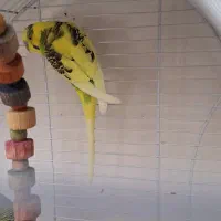 مرغ عشق نر|پرنده|زرقان, |دیوار