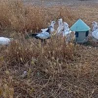 سار اوقون ،چیل،مسافتی وسار