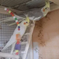 عروس هلندی جوان و بالغ
