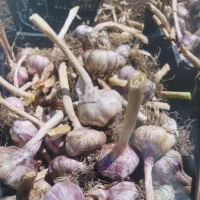 سیر خشک بذری
