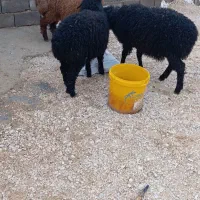 سه عدد بره دوتا ماده یکی نر