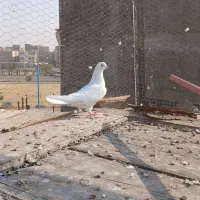 کفتر غریبگیری