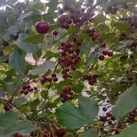 نهال گیلاس آلبالو دوساله ویک ساله