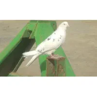 کبوتر فروشی نر|پرنده|میلاجرد, |دیوار