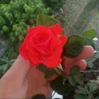 فروش سیم کارت 09015424001