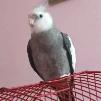 عروس هلندی نر اهلی