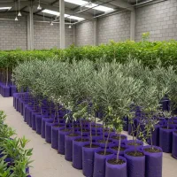 نهال زیتون  زرد وارداتی با کیفیت