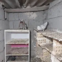 کفتر|پرنده|اردبیل, |دیوار