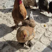 مرغ وخروس برهما خالص|حیوانات مزرعه|ازنا, |دیوار