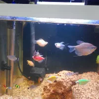 آکواریوم30×30|ماهی|مشهد, حضرت حجت|دیوار