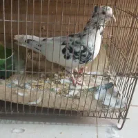 کفتر .