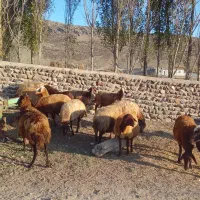 ۱۴راس گوسفند ماده|حیوانات مزرعه|نیر (اردبیل), |دیوار