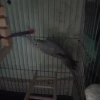 عروس هلندی نر|پرنده|پاکدشت, پاکدشت (مامازند)|دیوار