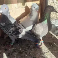 6تاپرنده ی بوم|پرنده|قزوین, |دیوار