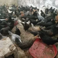 جوجه مرغ و خروس۴.۵ماه محلی اصل(واکسن خورده)