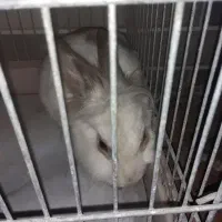 تعدادی خرگوش زیبا|موش و خرگوش|گرگان, |دیوار