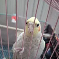 عروس هلندی