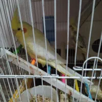 عروس هلندی گم شده