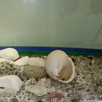 اکواریوم شیشه خم به همراه ماهی و متعلقات|ماهی|تهران, کوثر|دیوار