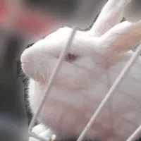 فروش خرگوش چشم قرمز