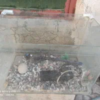 فروش اکواریوم