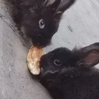 خرگوش نر و ماده به همراه بچه