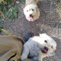 سگ شیتزو