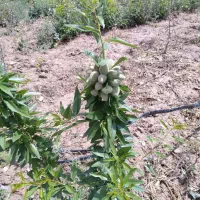 نهال و نهالستان تک نهال