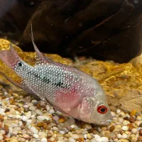 سیچلاید افرا،گورخری،فلاور|ماهی|مشهد, الهیه|دیوار