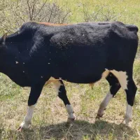 فروش دام|حیوانات مزرعه|مرزن‌آباد, |دیوار