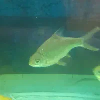 پنج عددماهی دالر و بارب حلب|ماهی|خمینی‌شهر, |دیوار