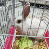 خرگوش ماده بامزه