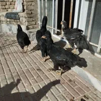 مرغ لاری با سه تا جوجه