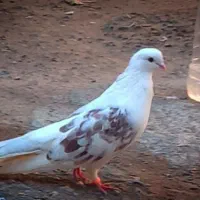 کبوتر کلفه و پشدار