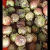 انار ترش جزئی و کلی