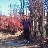 نهالستان‌بی‌نظیر