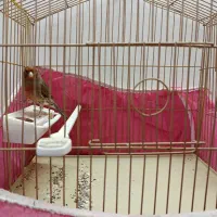 قناری و کوتوله|پرنده|خمینیشهر, |دیوار