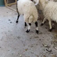 دوتا بره و سه تا بزغاله نر در خونه ای|حیوانات مزرعه|زاهدان, |دیوار